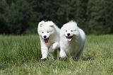 SAMOYEDE 039